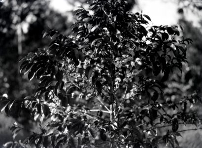 ETH-BIB-Afrikanische Pflanze mit Blüten-Kilimanjaroflug 1929-30-LBS MH02-07-0255