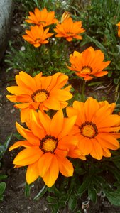 Orange flowers close up orange blossom