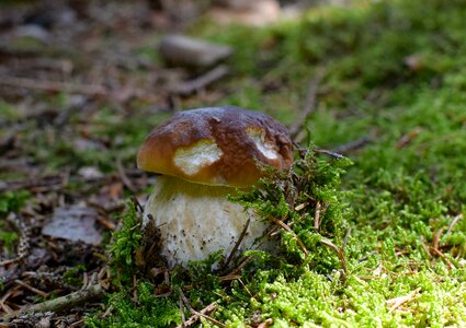 Forest nature mushroom picking