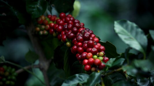 Coffee coffe coffee beans photo