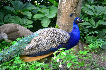 Animal feather blue