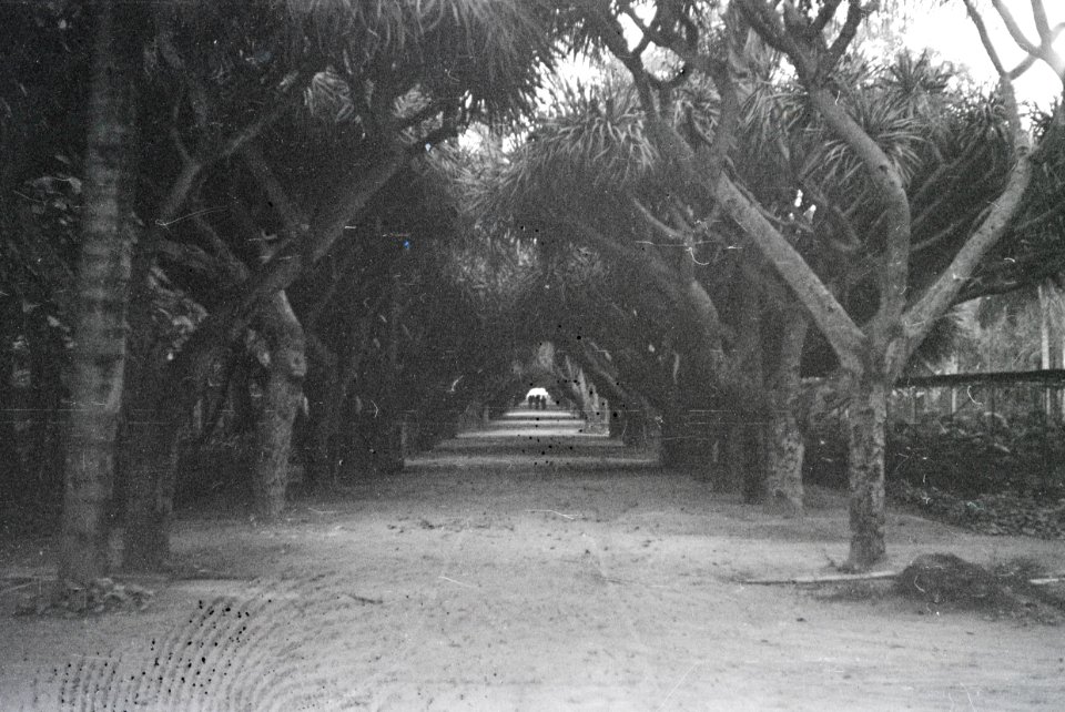 ETH-BIB-Allee in einem Garten zwischen Tunis und Algier-Nordafrikaflug 1932-LBS MH02-13-0088