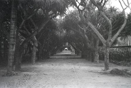 ETH-BIB-Allee in einem Garten zwischen Tunis und Algier-Nordafrikaflug 1932-LBS MH02-13-0088