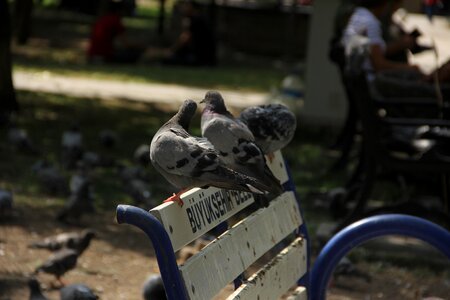 Park turkey ankara