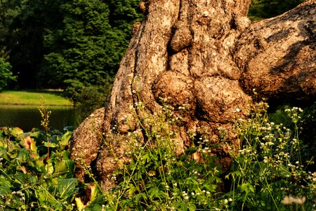 Tree log nature photo