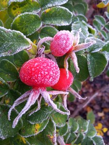 Berry winter is coming frostbid