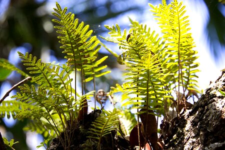 Green forest leaves