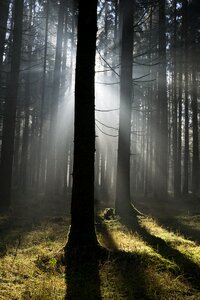 Fog landscape dawn