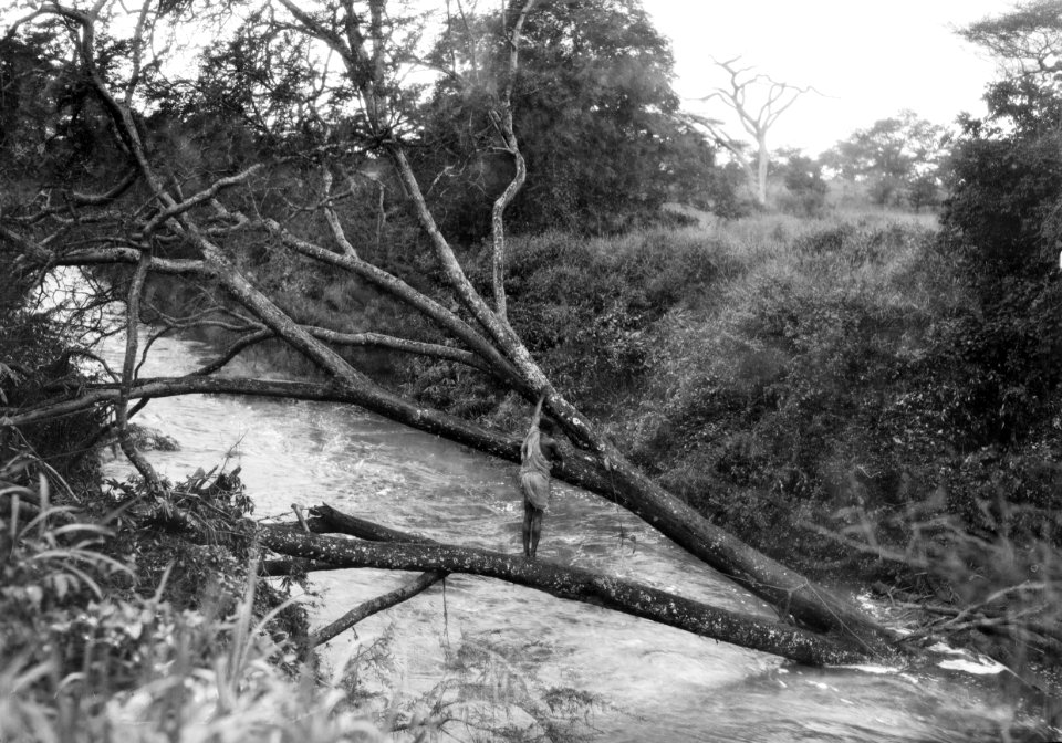 ETH-BIB-Auf einem Baum, der umgeknickt im Fluss liegt, steht ein Mann-Kilimanjaroflug 1929-30-LBS MH02-07-0259