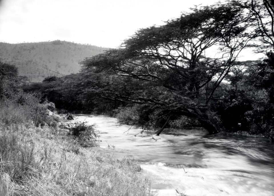 ETH-BIB-Bachvegetation am Makungu-River-Kilimanjaroflug 1929-30-LBS MH02-07-0455