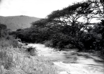 ETH-BIB-Bachvegetation am Makungu-River-Kilimanjaroflug 1929-30-LBS MH02-07-0455