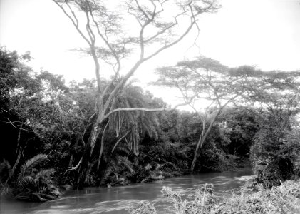 ETH-BIB-Bachvegetation am Makungu-River-Kilimanjaroflug 1929-30-LBS MH02-07-0456