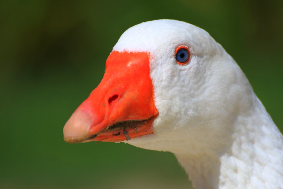 Head bird water bird