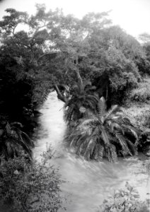 ETH-BIB-Bachvegetation am Makungu-River-Kilimanjaroflug 1929-30-LBS MH02-07-0460