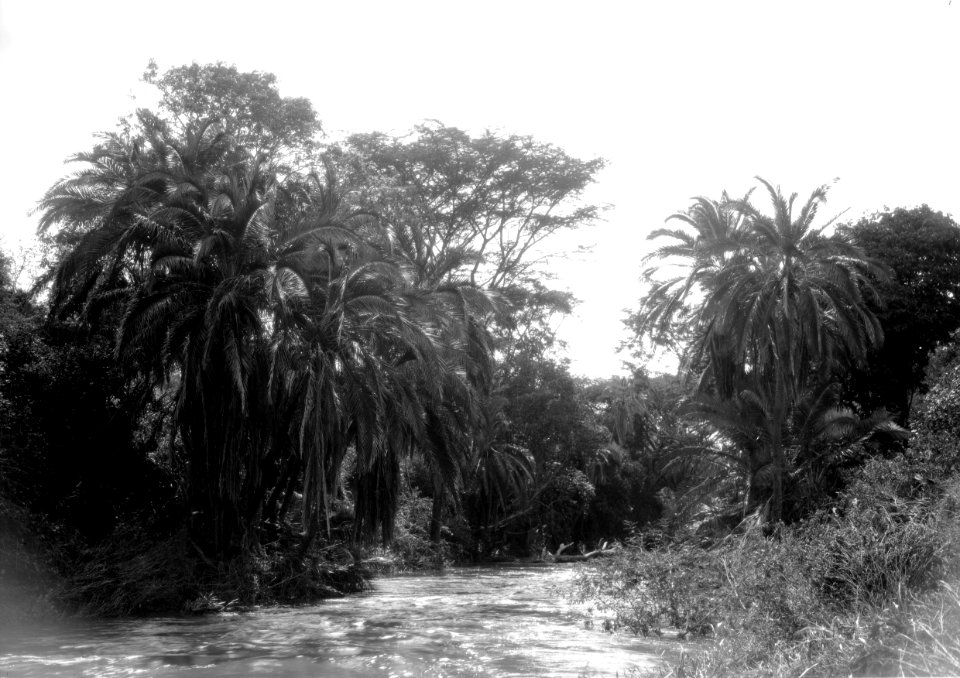 ETH-BIB-Bachvegetation am Makungu-River-Kilimanjaroflug 1929-30-LBS MH02-07-0452