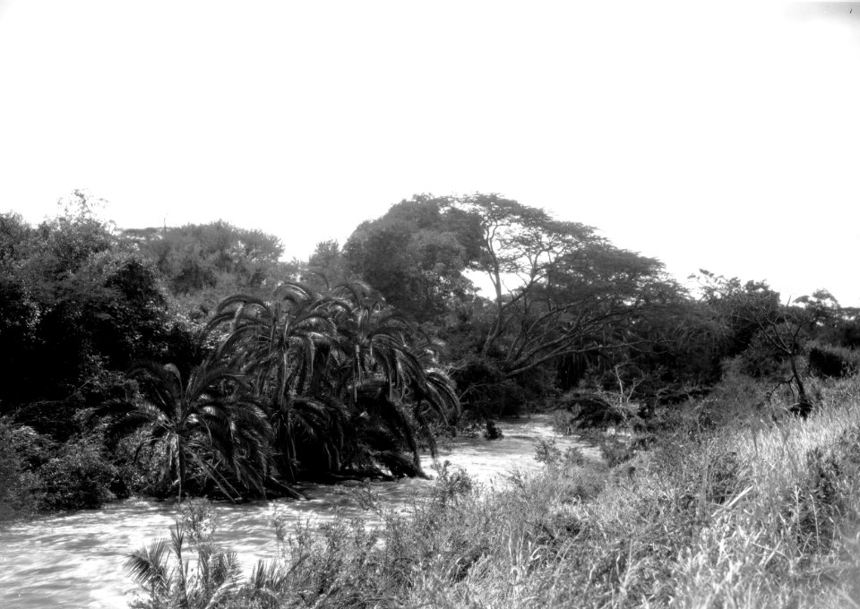 ETH-BIB-Bachvegetation am Makungu-River-Kilimanjaroflug 1929-30-LBS MH02-07-0457