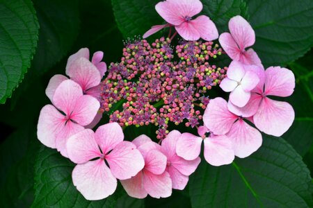 Delicate flower summer plant