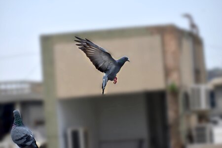Bird flying flight