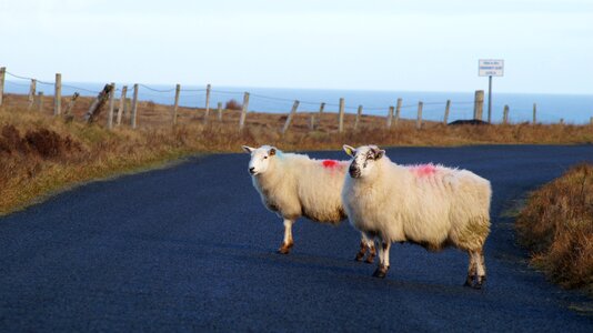 Nature field sheep photo