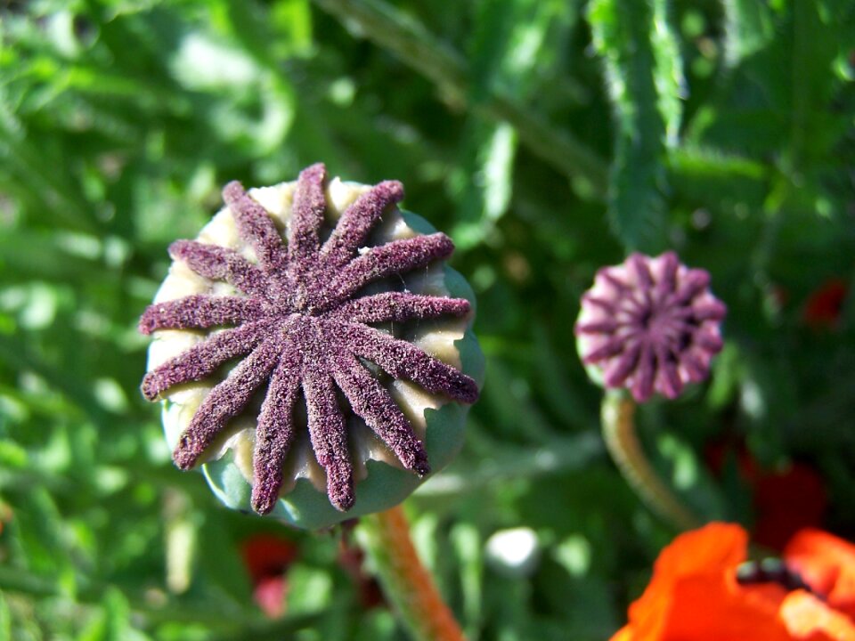 Faded garden close up