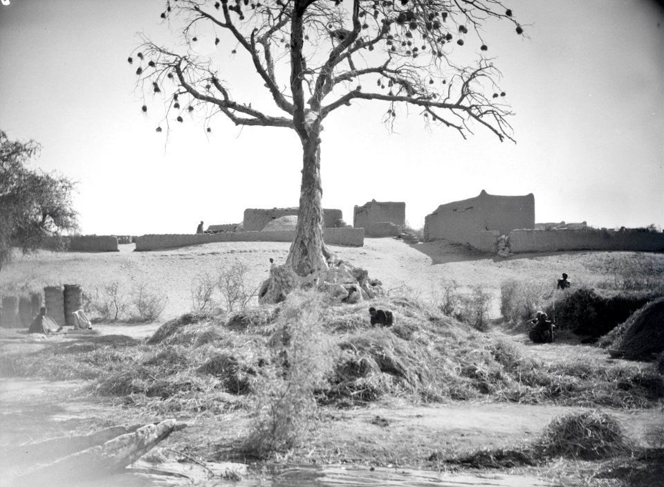 ETH-BIB-Baum und Dorf am Ufer des Niger-Tschadseeflug 1930-31-LBS MH02-08-0538