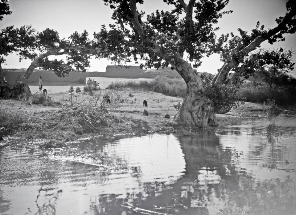 ETH-BIB-Baum am Niger mit Stadt im Hintergrund-Tschadseeflug 1930-31-LBS MH02-08-0499