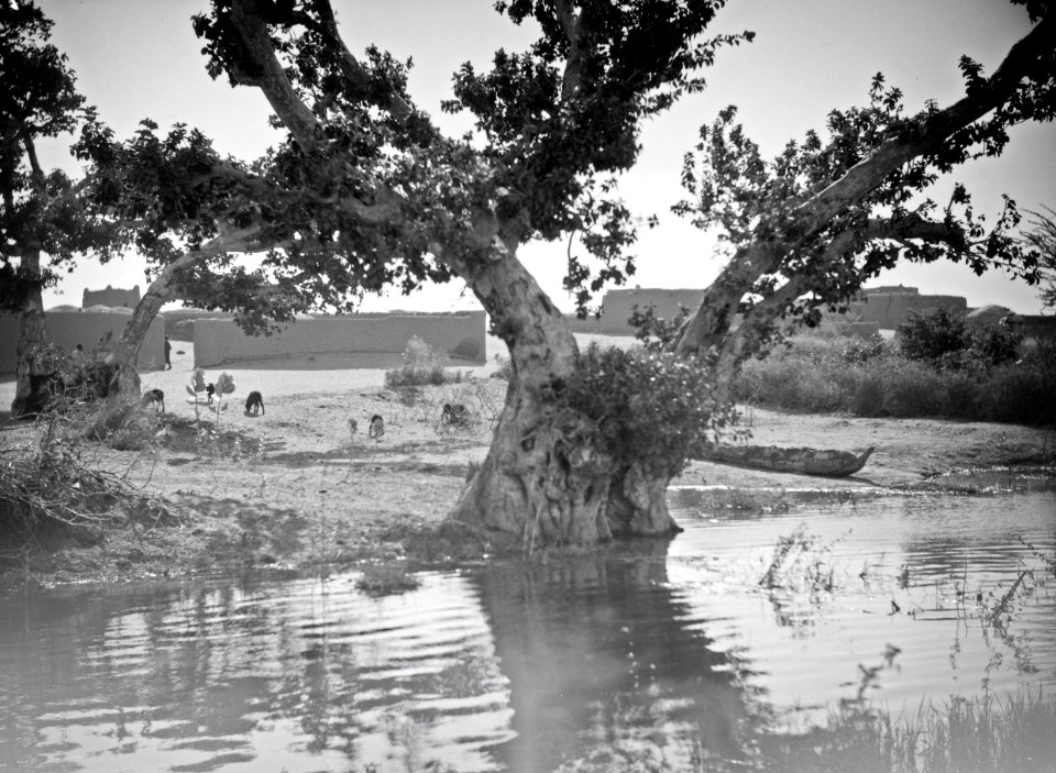 ETH-BIB-Baum am Fluss-Tschadseeflug 1930-31-LBS MH02-08-0496