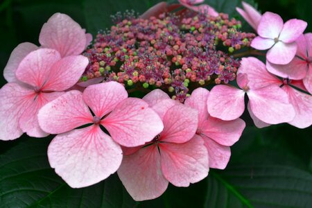 Delicate flower summer plant