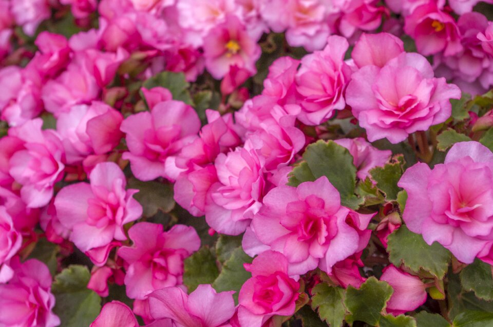 Nature petal begonia