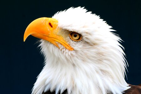 Bald eagle white bald-eagle photo