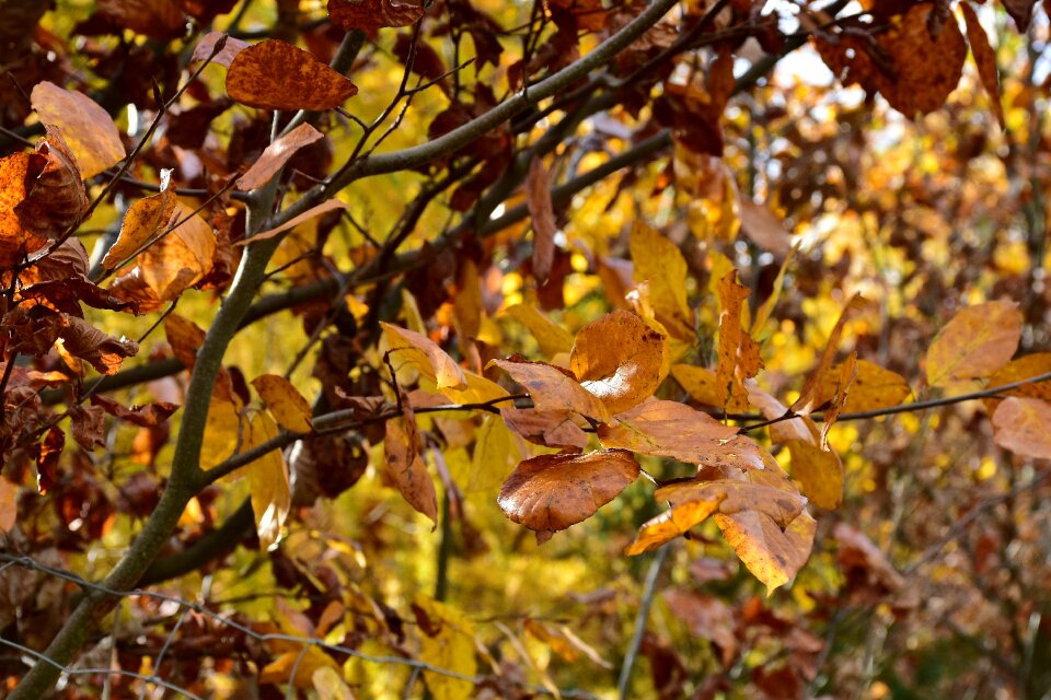 Forest nature tree