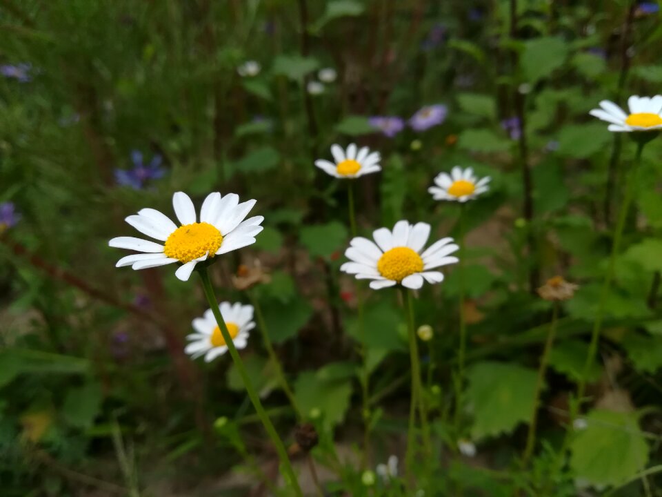 The scenery campus pyrethrum