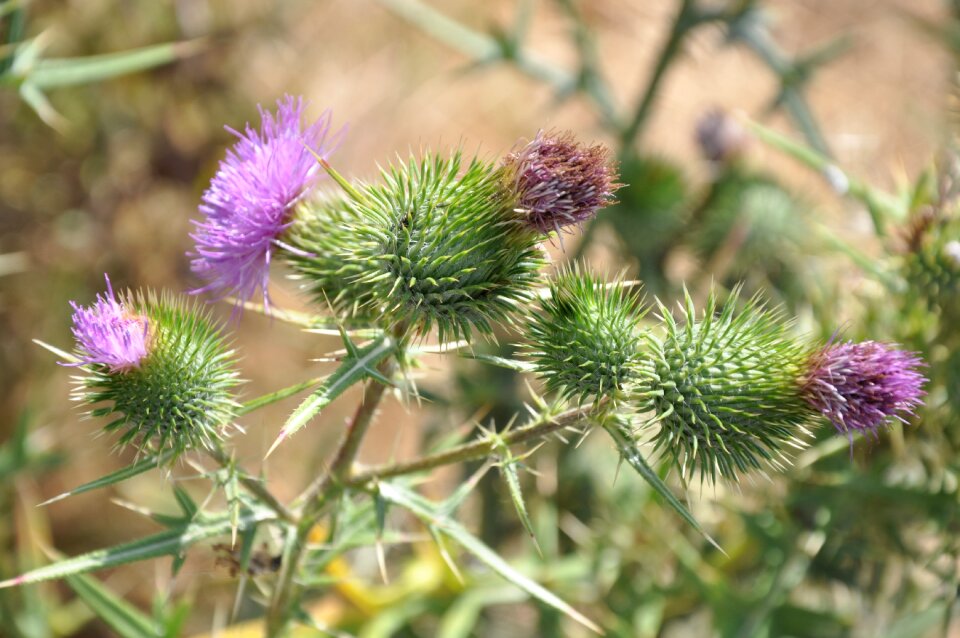 Plant thistle flower
