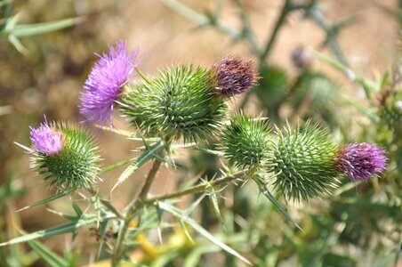 Plant thistle flower
