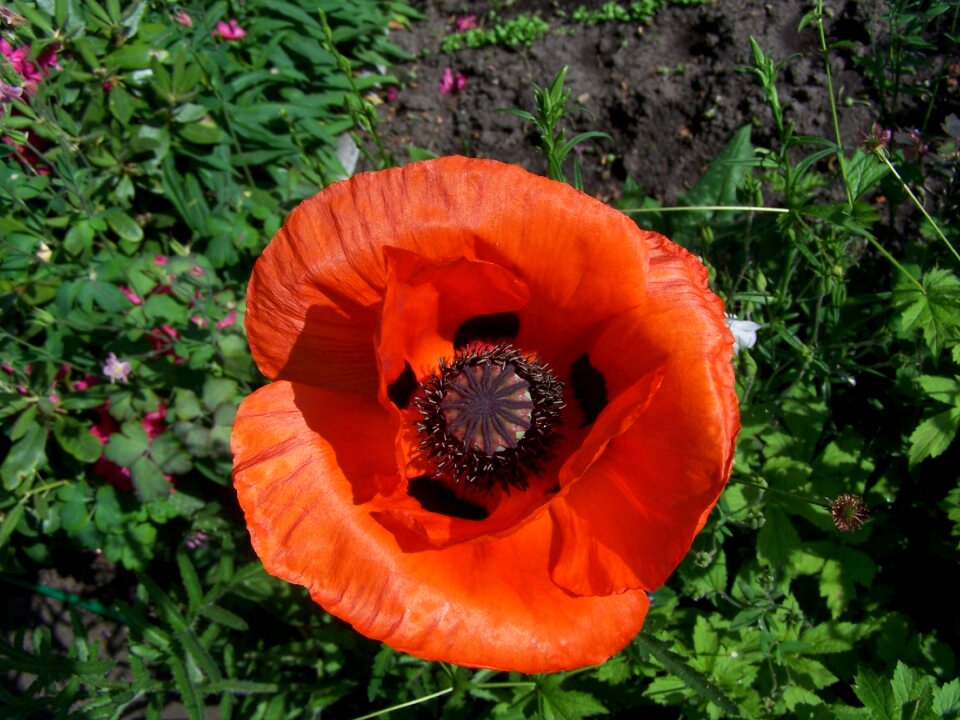Red klatschmohn poppy flower