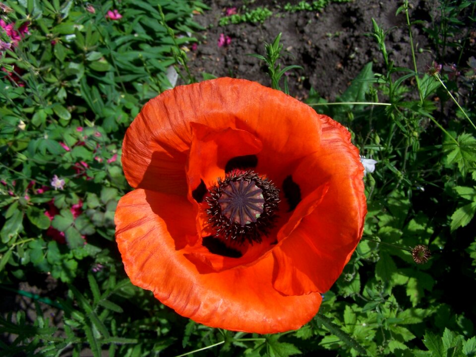 Red klatschmohn poppy flower photo