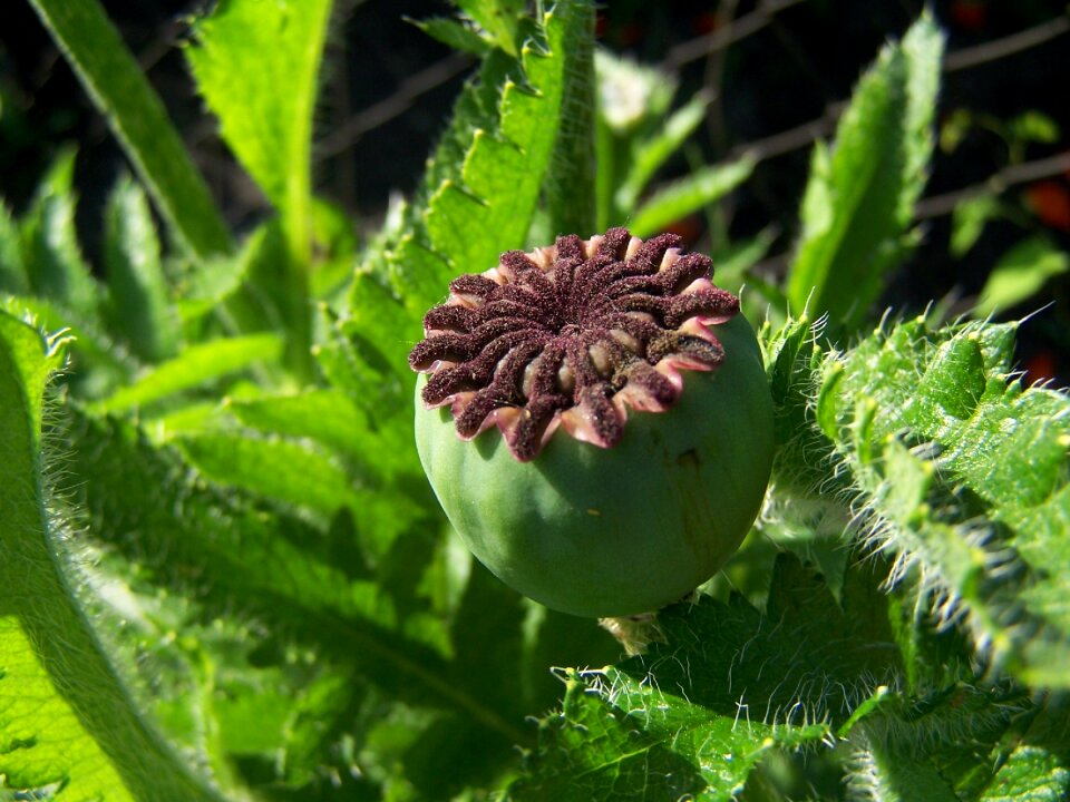 Stamp poppy capsule boll