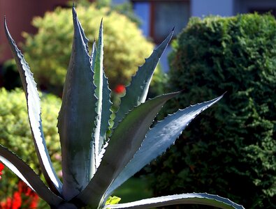Spikes cactus garden