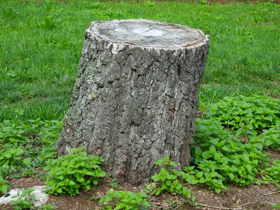 Reported nature tree