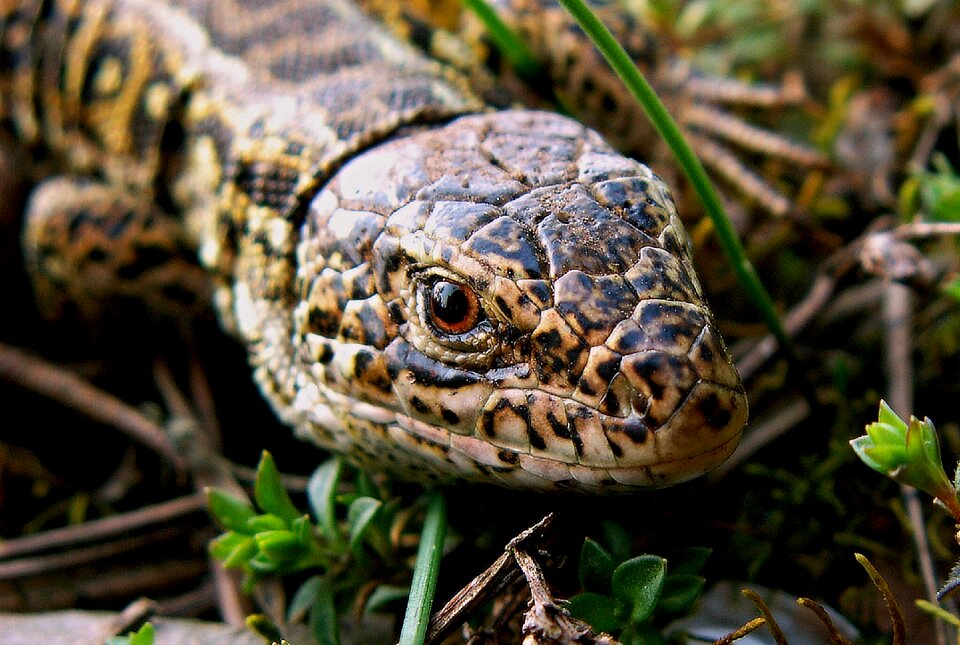 Nature reptiles animals