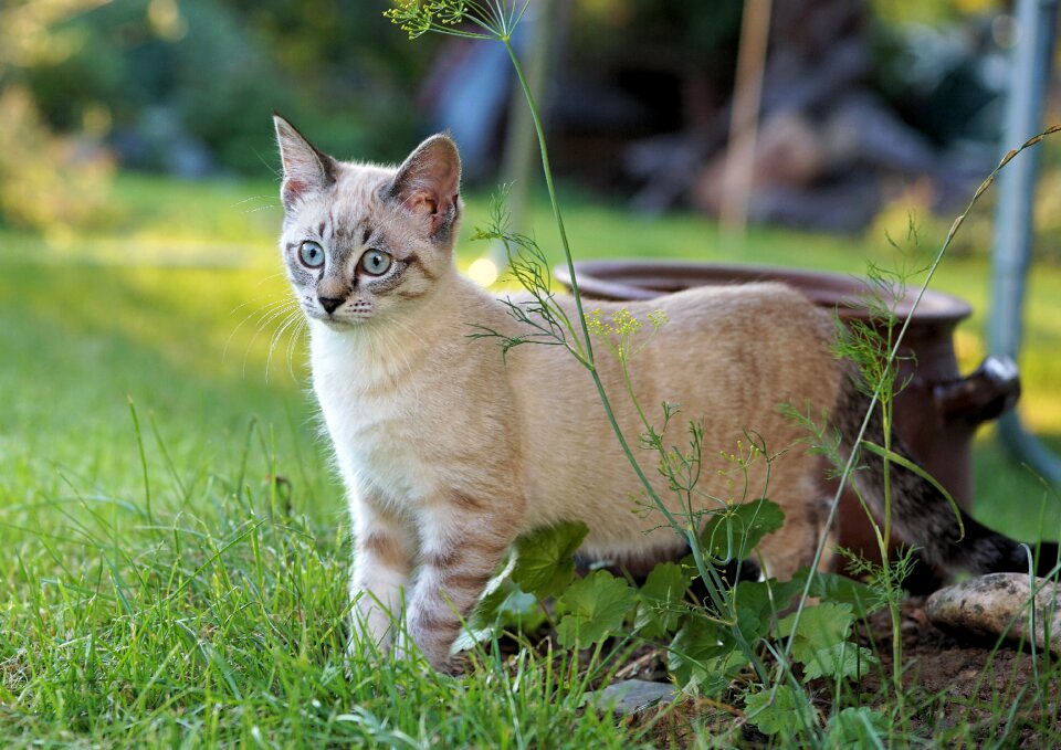 Domestic cat mieze animal
