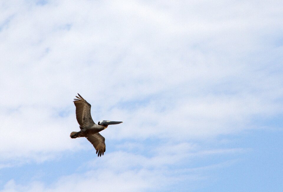Nature wildlife flight