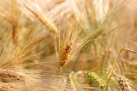 Spike harvest wheat field