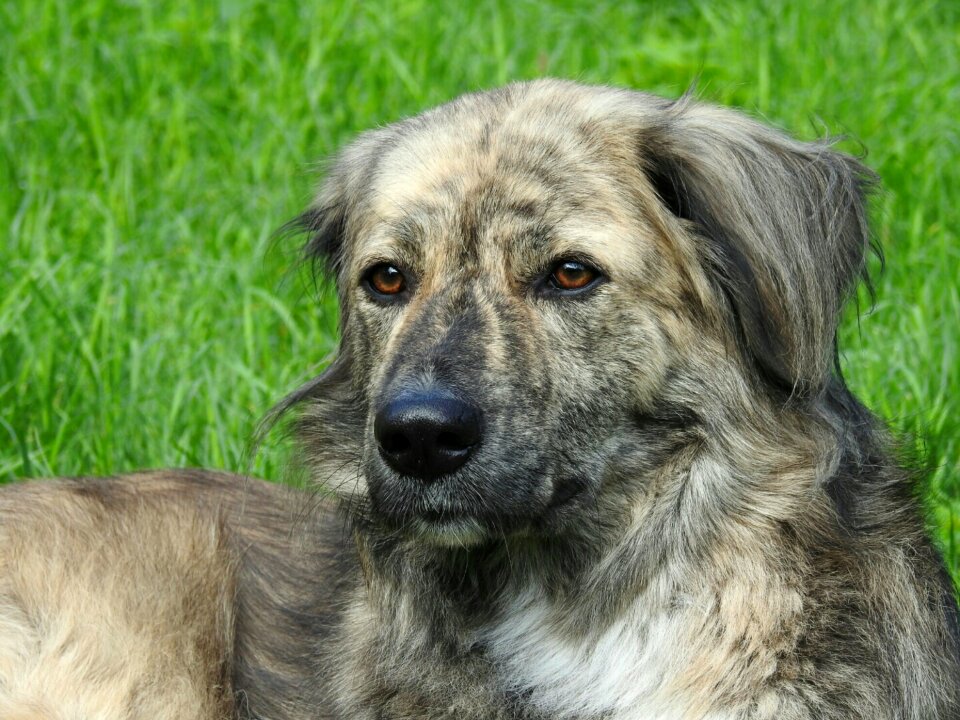 Dog head meadow australia shepherd