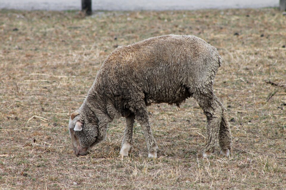 Meadow rural grazing