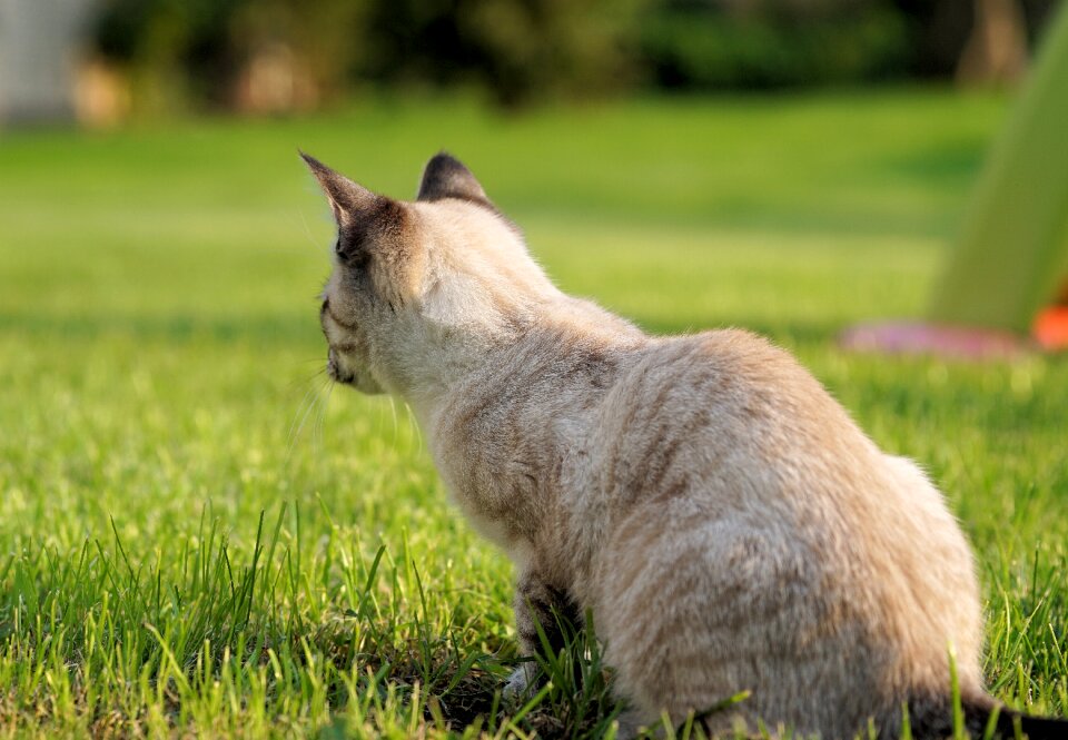 Domestic cat mieze animal