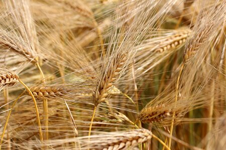 Spike harvest wheat field