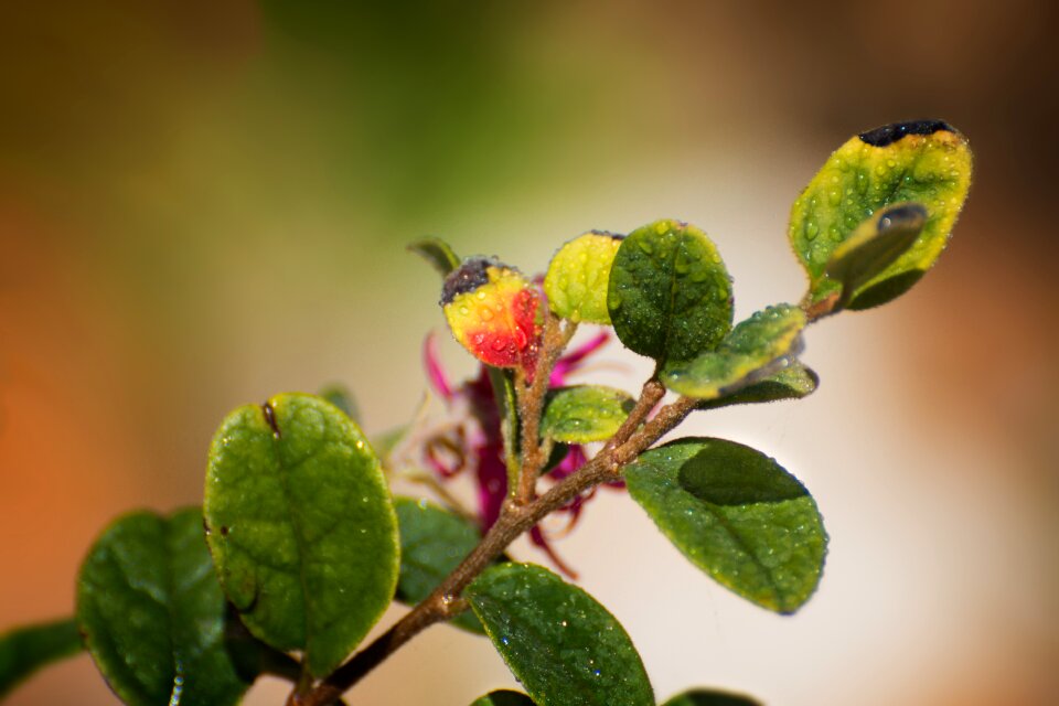 Nature color plant