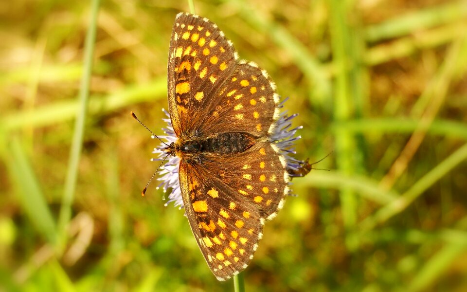 Plant butterfly day summer