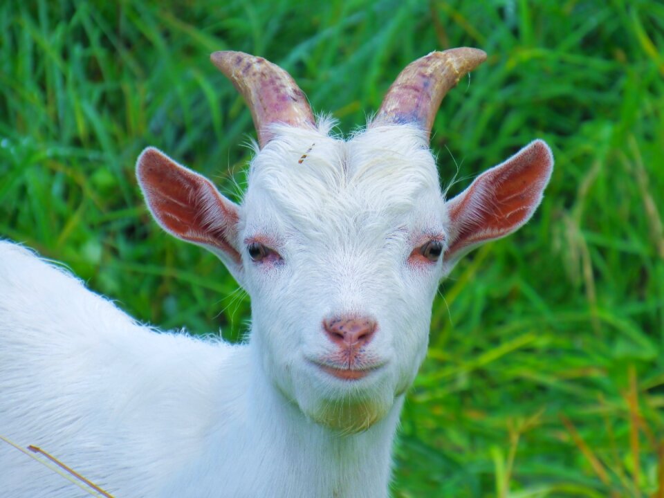 Animals grass livestock